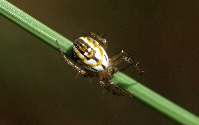 Mangora acalypha